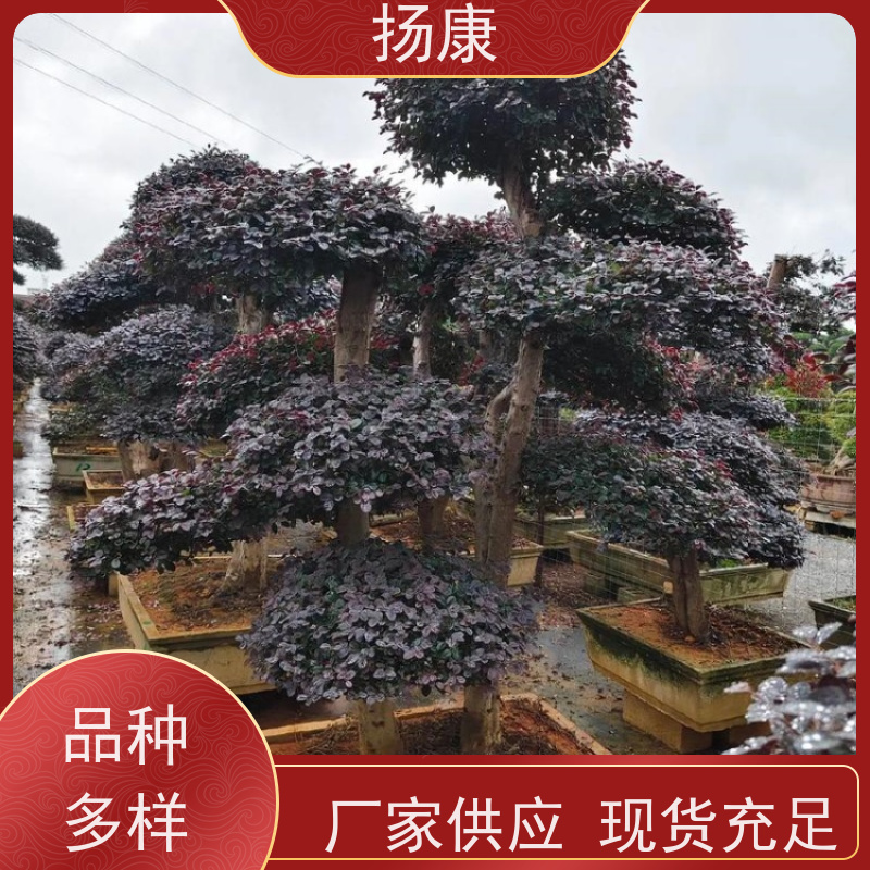扬康 精品红花继木古桩 庭院绿植花卉篱笆围墙四季红叶彩色盆景球桩