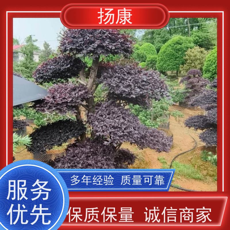 扬康 40公分红花继木桩 萌发力强，即使老桩移栽也成活率较高