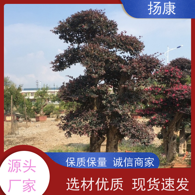 扬康 精品造型红花继木古桩 生命力强，易于养护