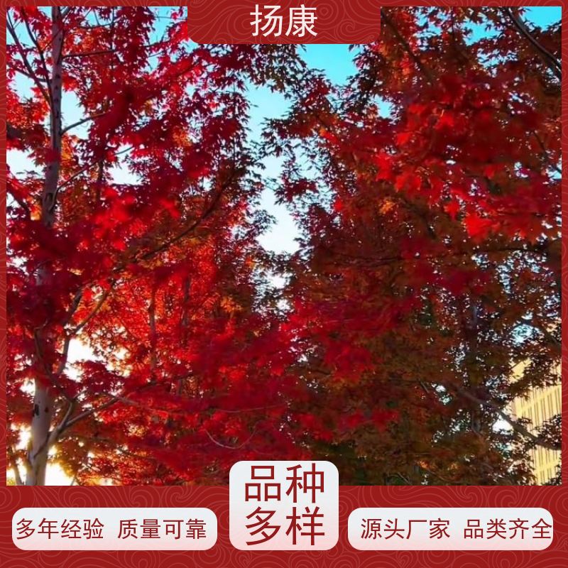 扬康 精品红花继木古桩 景区园林绿化工程苗 庭院造景栽植观赏苗