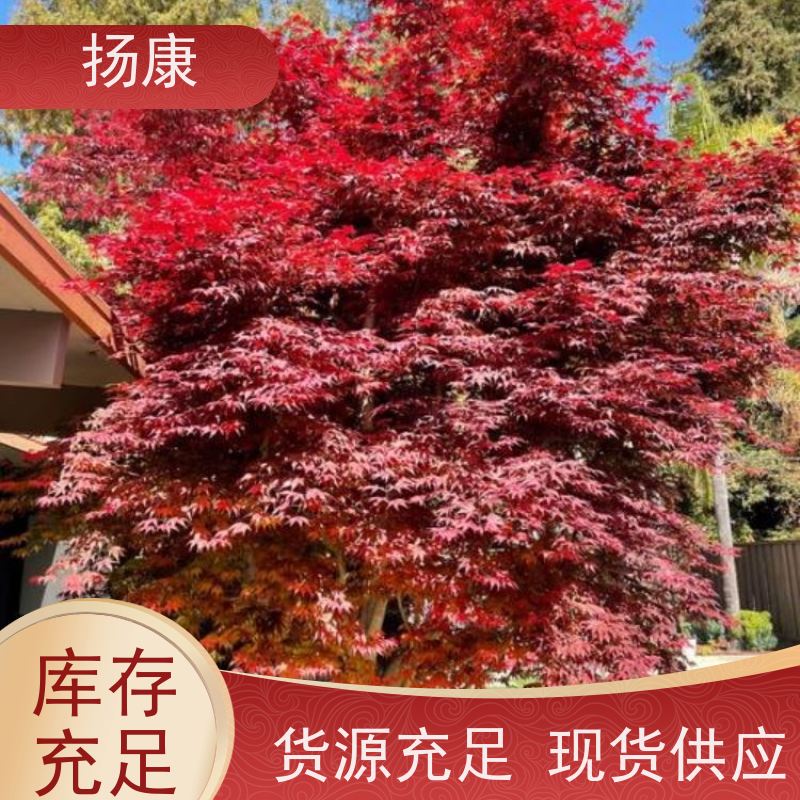 扬康 18公分红花继木桩 适应性强，耐寒、耐旱、耐贫瘠