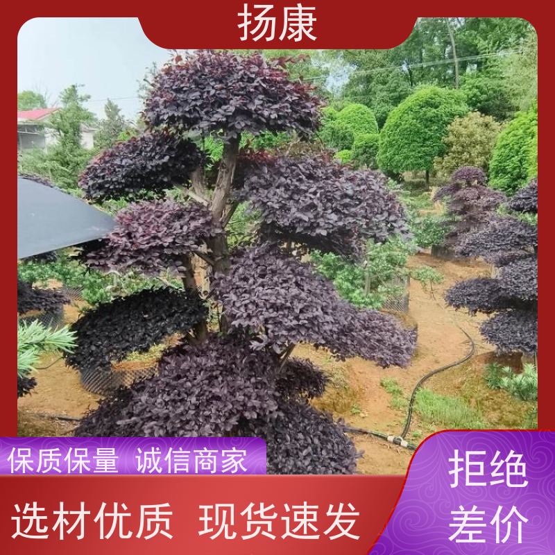 扬康 30公分红花继木桩 园林别墅庭院绿化桩 多种规格品种齐全