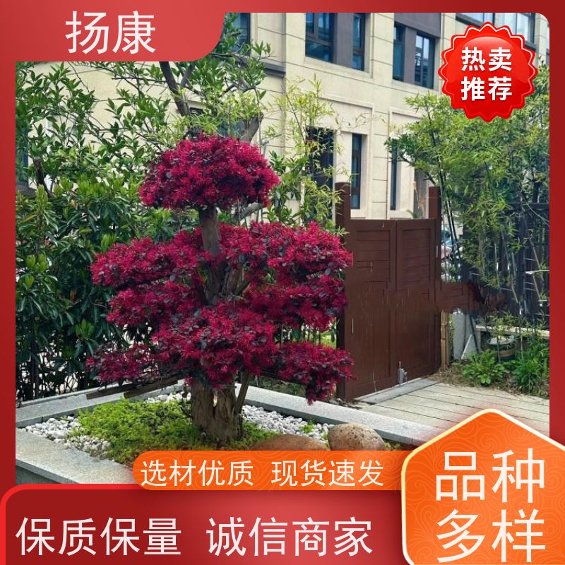 扬康 18公分红花继木桩 5m高造型 多种规格桩景 基地直发