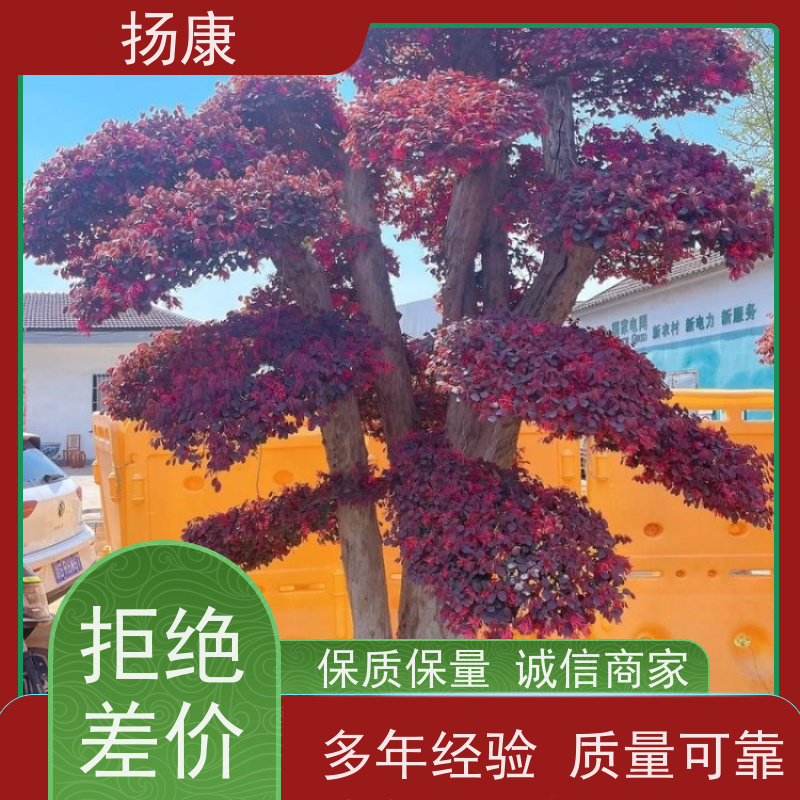 扬康 精品造型红花继木古桩 园林景区观景苗木 绿化工程栽植 易成活