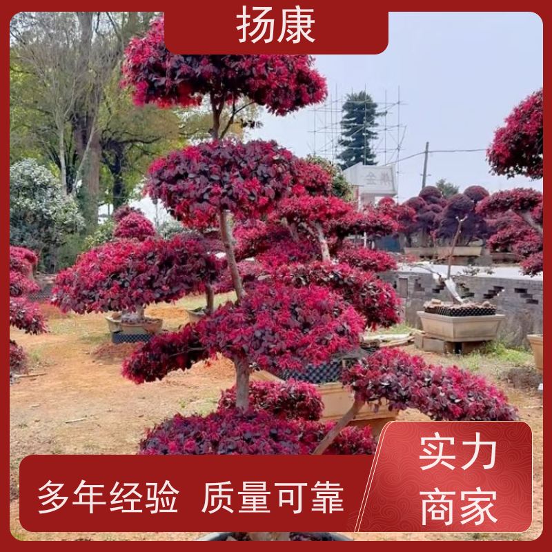 扬康 精品造型红花继木古桩 移植苗 园林景观树 