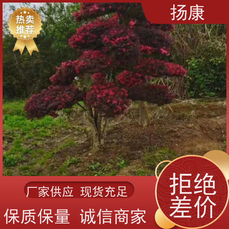 扬康 精品红花继木古桩 萌发力强，即使老桩移栽也成活率较高