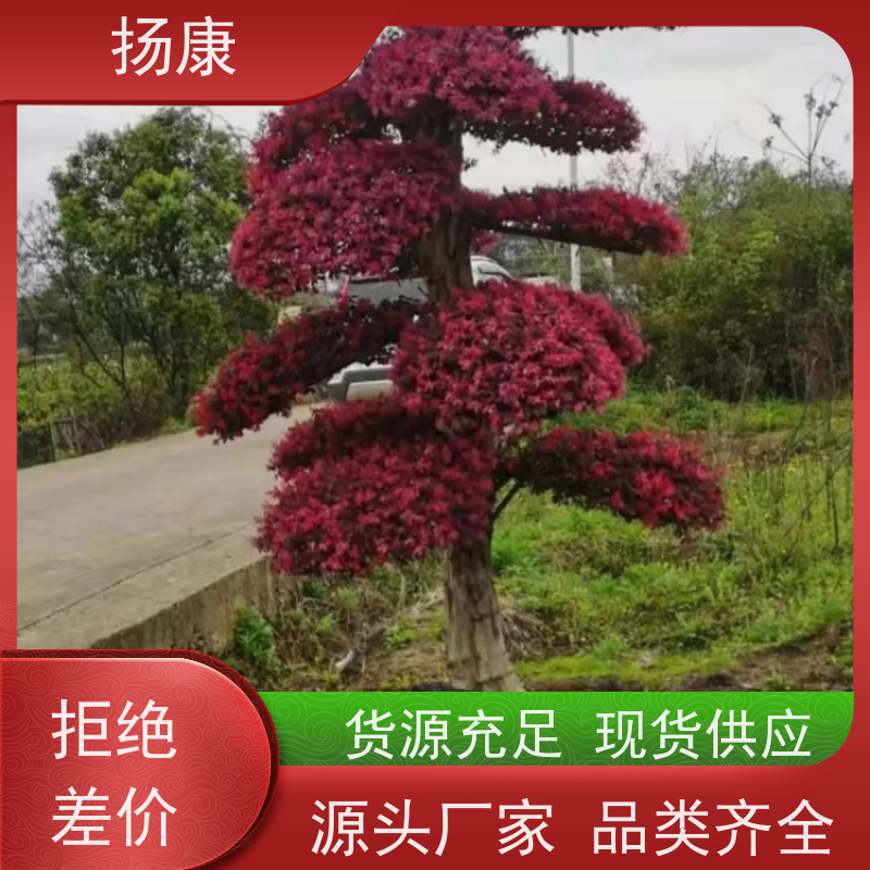 扬康 大型红花继木桩 适合用于庭院、公园或艺术展览空间