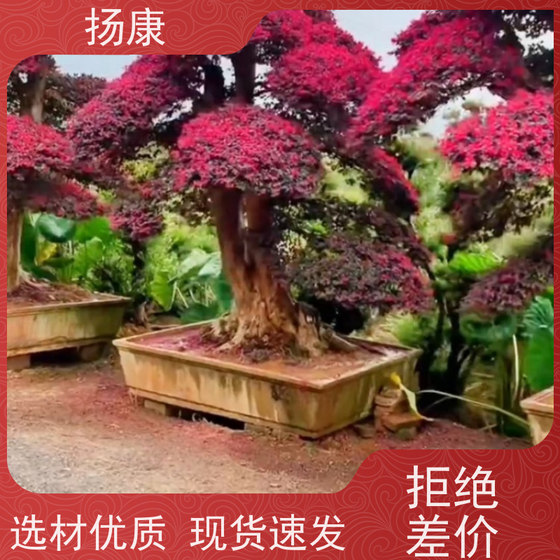 扬康 红花继木桩 萌发力强，即使老桩移栽也成活率较高