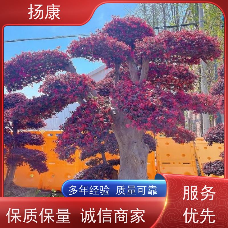 扬康 精品造型红花继木古桩 耐修剪与蟠扎，枝条可塑性强