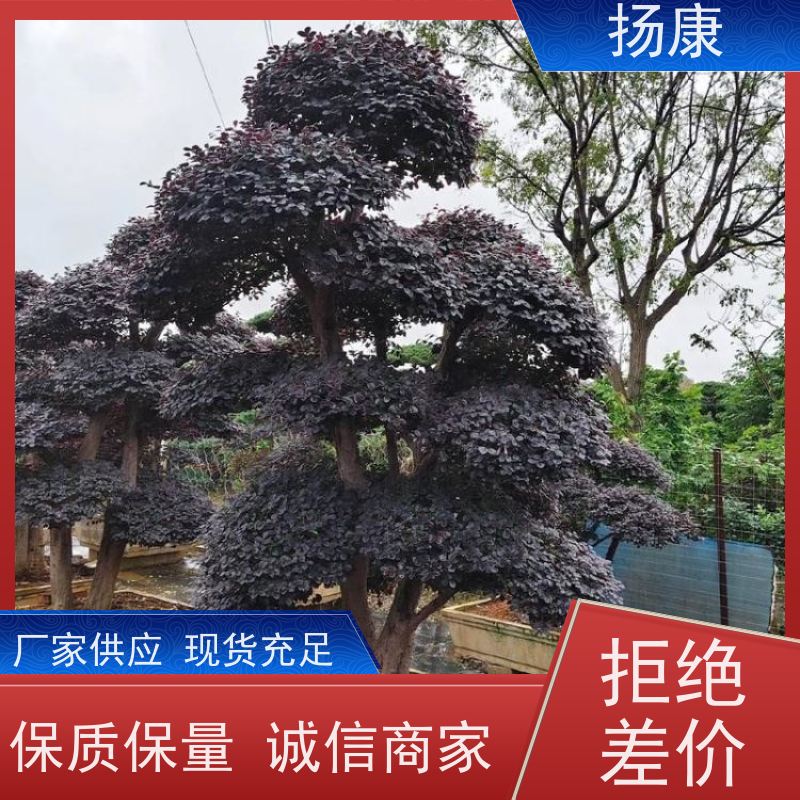 扬康 30公分红花继木桩 适合用于庭院、公园或艺术展览空间