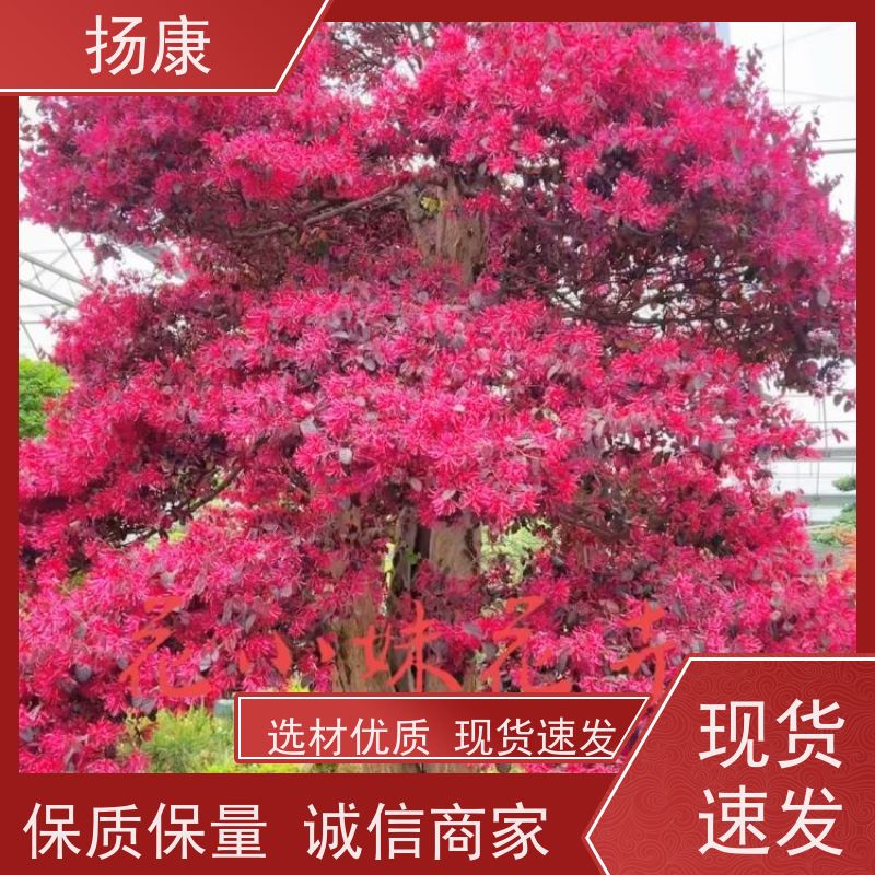 扬康 15公分红花继木桩 园林景区观景苗木 绿化工程栽植 易成活