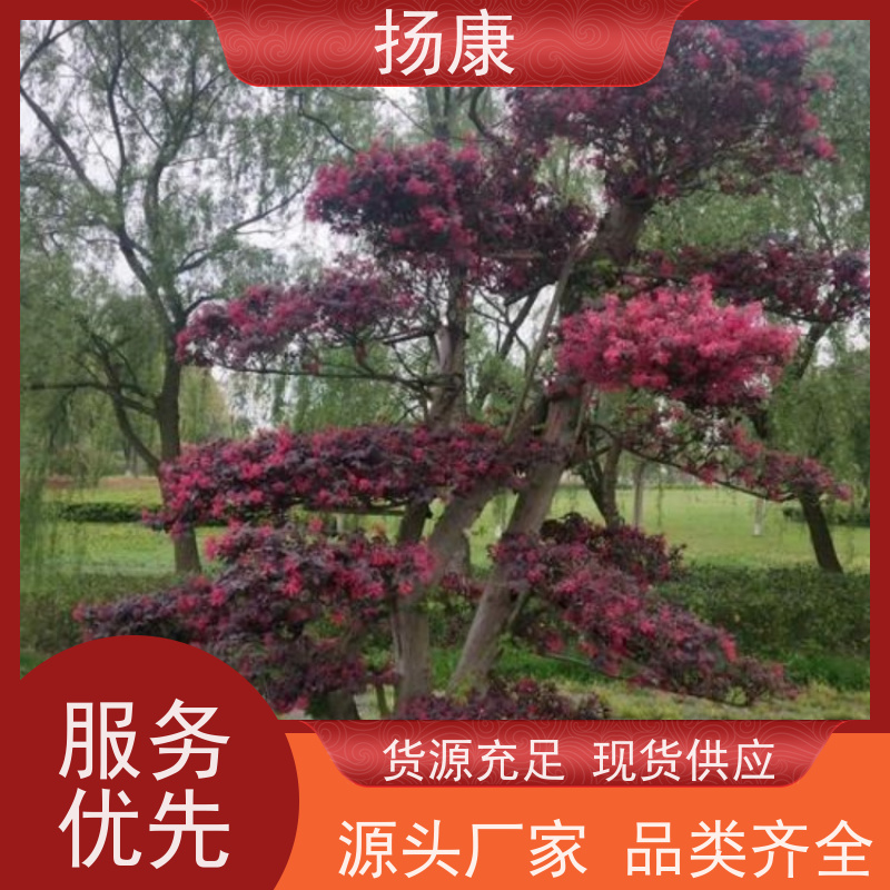 扬康 大型红花继木桩 耐修剪与蟠扎，枝条可塑性强