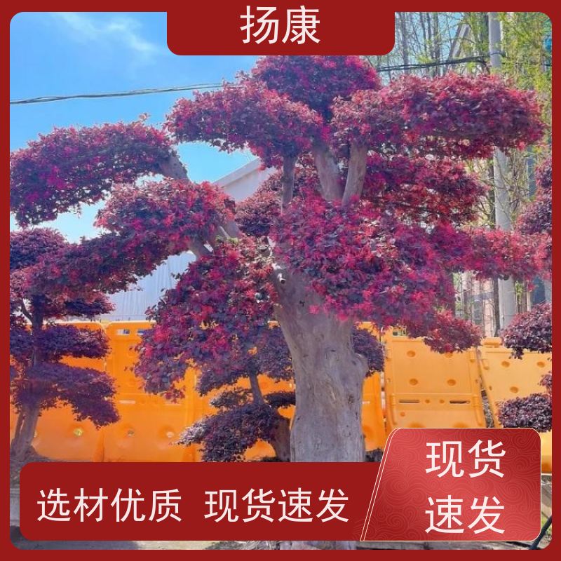 18公分红花继木桩 庭院绿植花卉篱笆围墙四季红叶彩色盆景球桩 扬康
