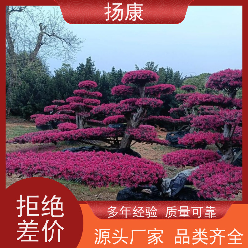 扬康 15公分红花继木桩 庭院绿植花卉篱笆围墙四季红叶彩色盆景球桩