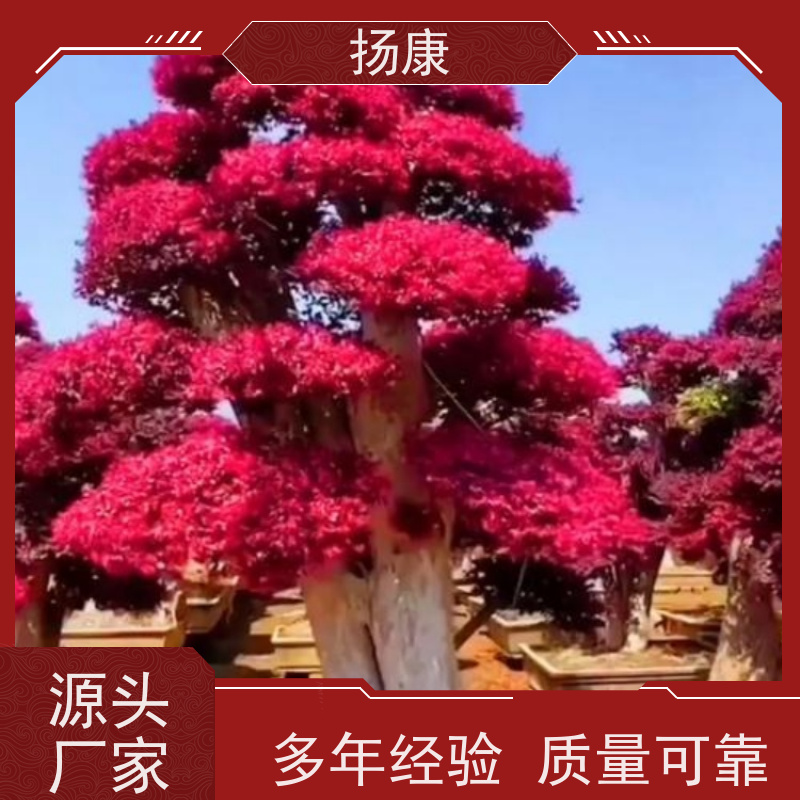 扬康 红花继木古桩 适应性强，耐寒、耐旱、耐贫瘠