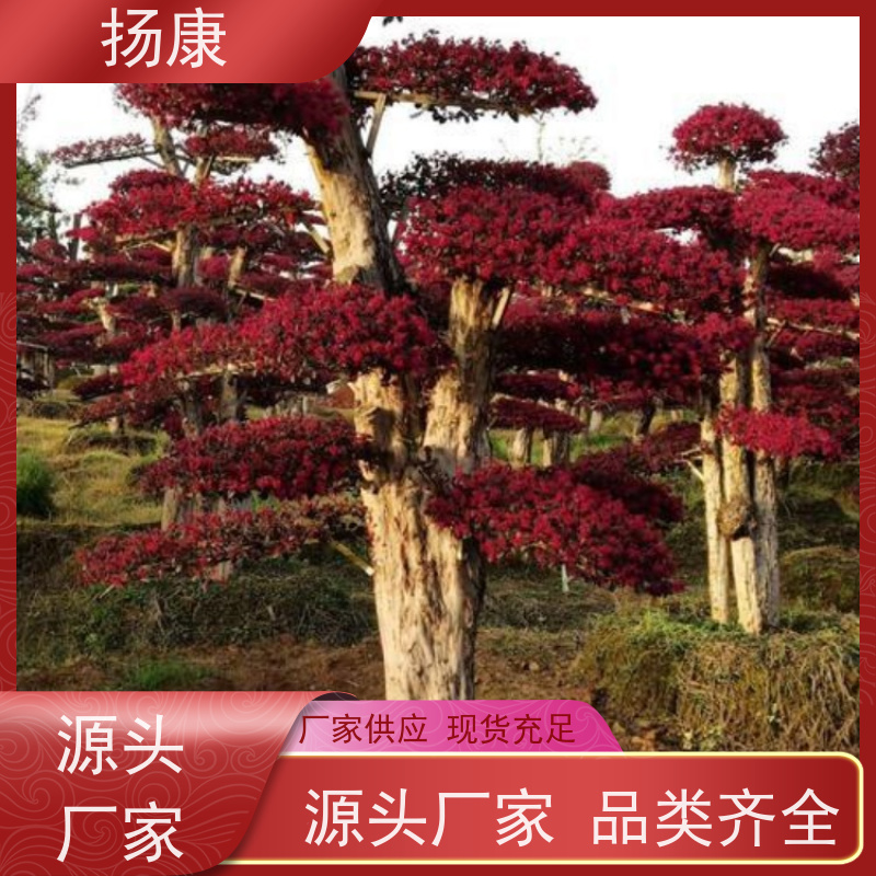 扬康 18公分红花继木桩 园林景区观景苗木 绿化工程栽植
