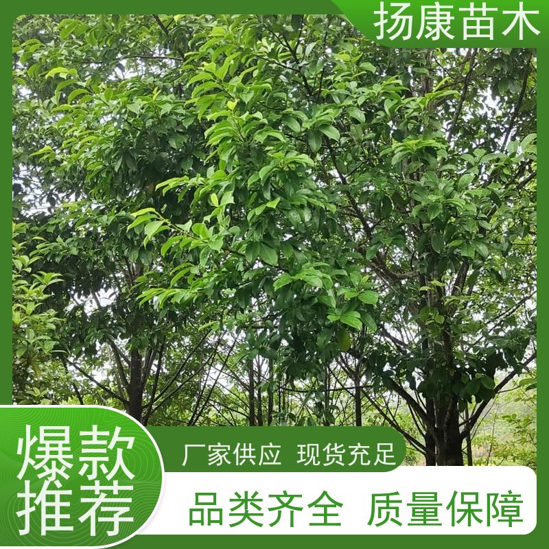 14公分乐昌含笑 行道树系列树种养护 规格齐全