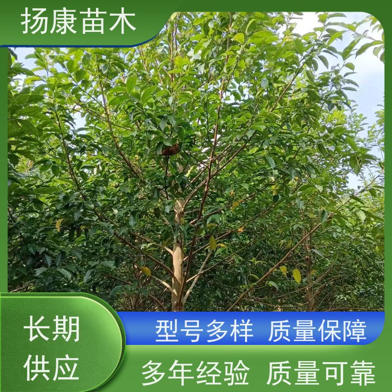 20公分乐昌含笑 竖形常绿灌木绿植适用于园林绿化 基地直供 