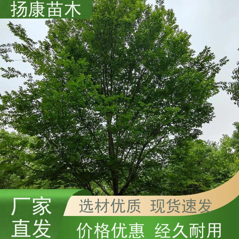 11公分乐昌含笑 枝叶繁茂 四季常青行道树 高成活率