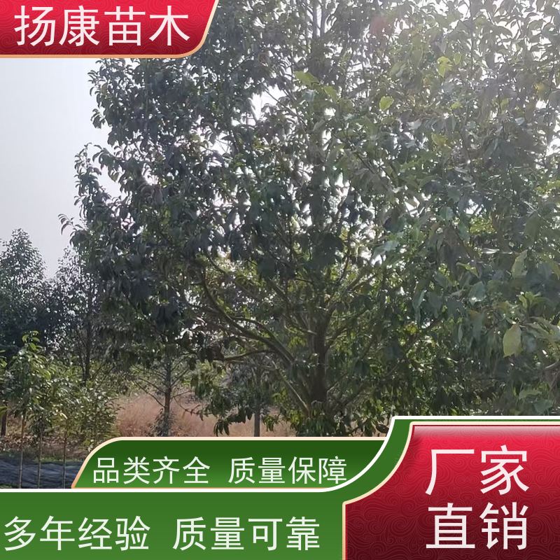 18公分全冠乐昌含笑 适用园林风景街道 实地看苗 