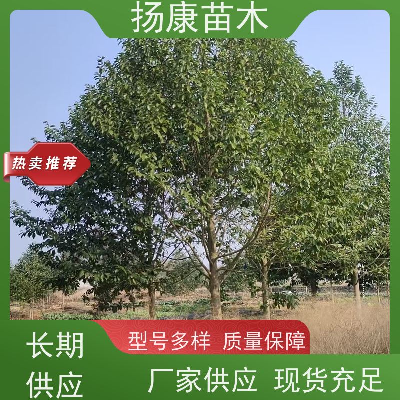 35公分乐昌含笑 树形优美 工厂绿化可用 培育基地
