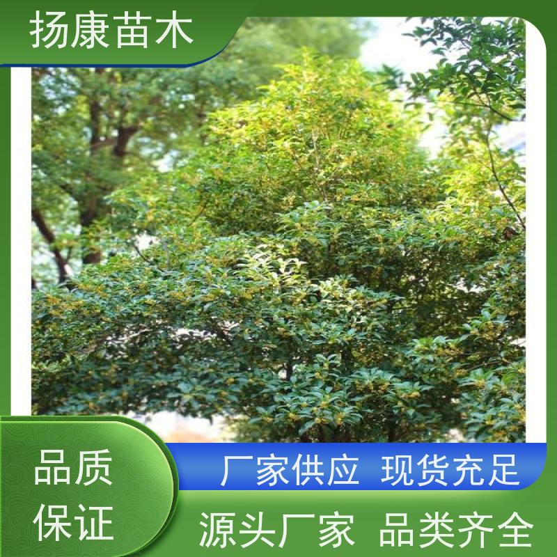 扬康苗木 形态优美四季常青耐寒耐旱 9公分桂花