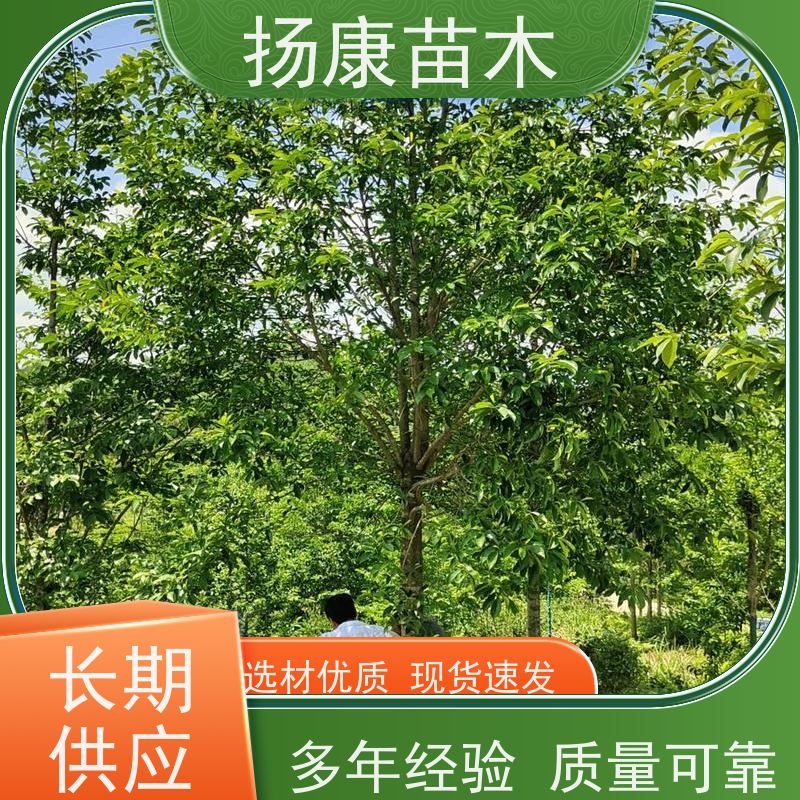 13公分乐昌含笑 园林庭院造景植物 适用性强 基地直供 