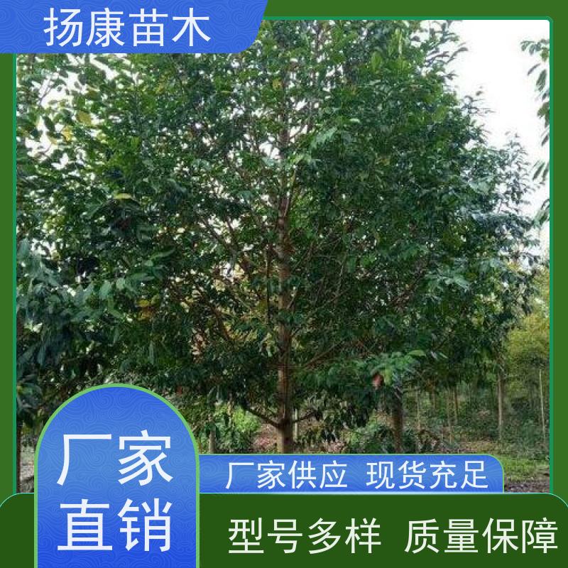 11公分乐昌含笑 树形优美 工厂绿化可用 实地看苗 