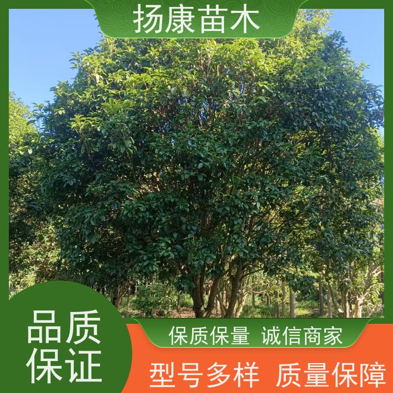 扬康苗木 学校园区行道树 观赏栽植净化空气 金桂丹桂
