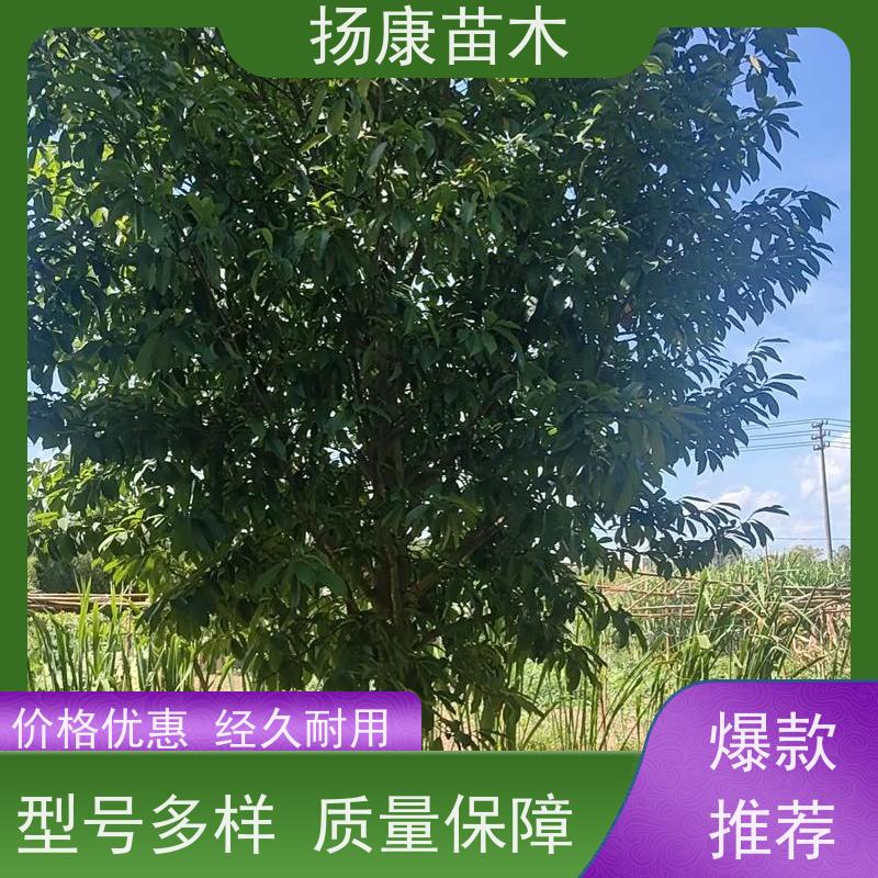 19公分乐昌含笑 竖形常绿灌木绿植适用于园林绿化 现挖现发