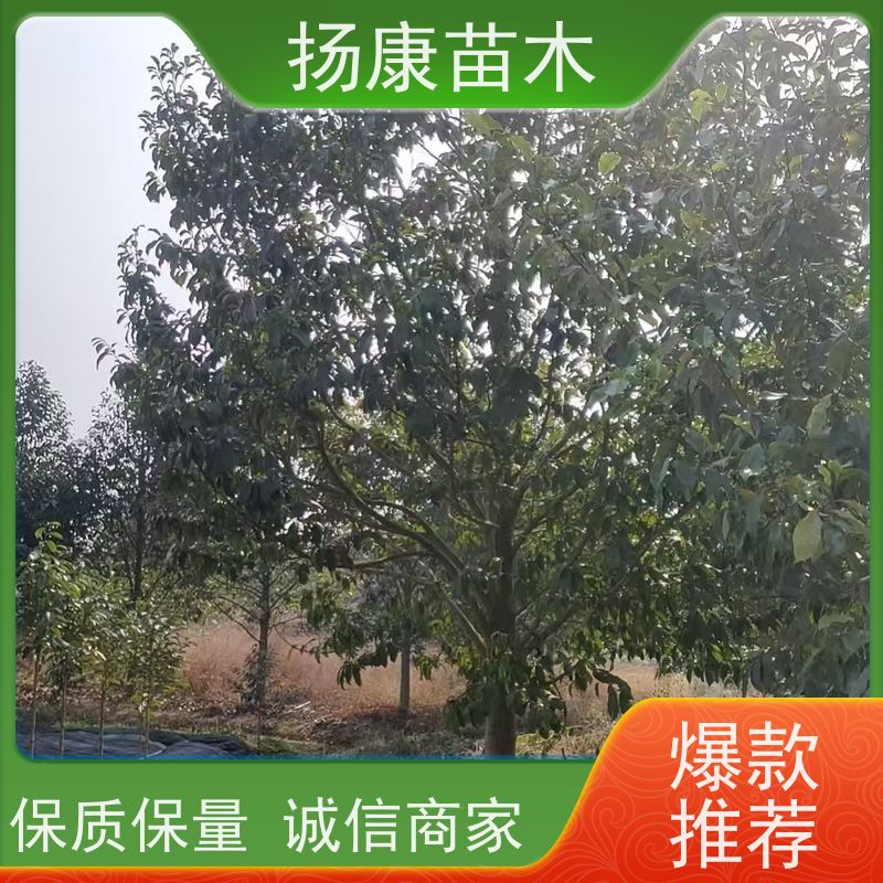 14公分乐昌含笑 园林景区栽植 精致美丽 基地直供 