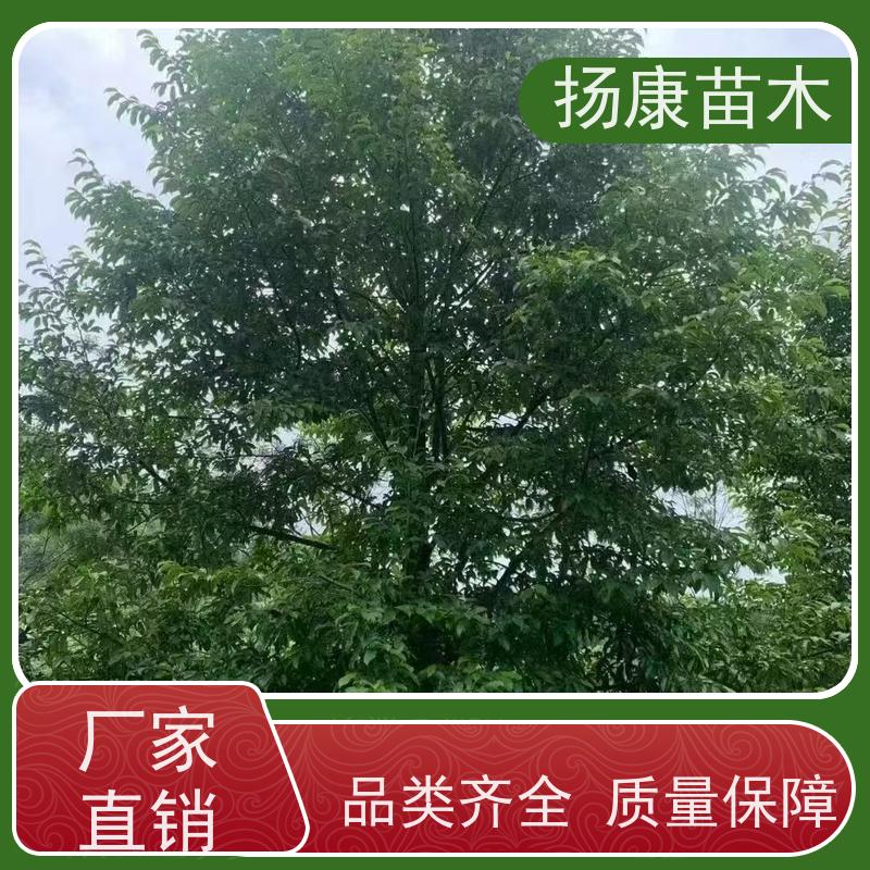 18公分乐昌含笑 枝叶繁茂 四季常青行道树 培育基地