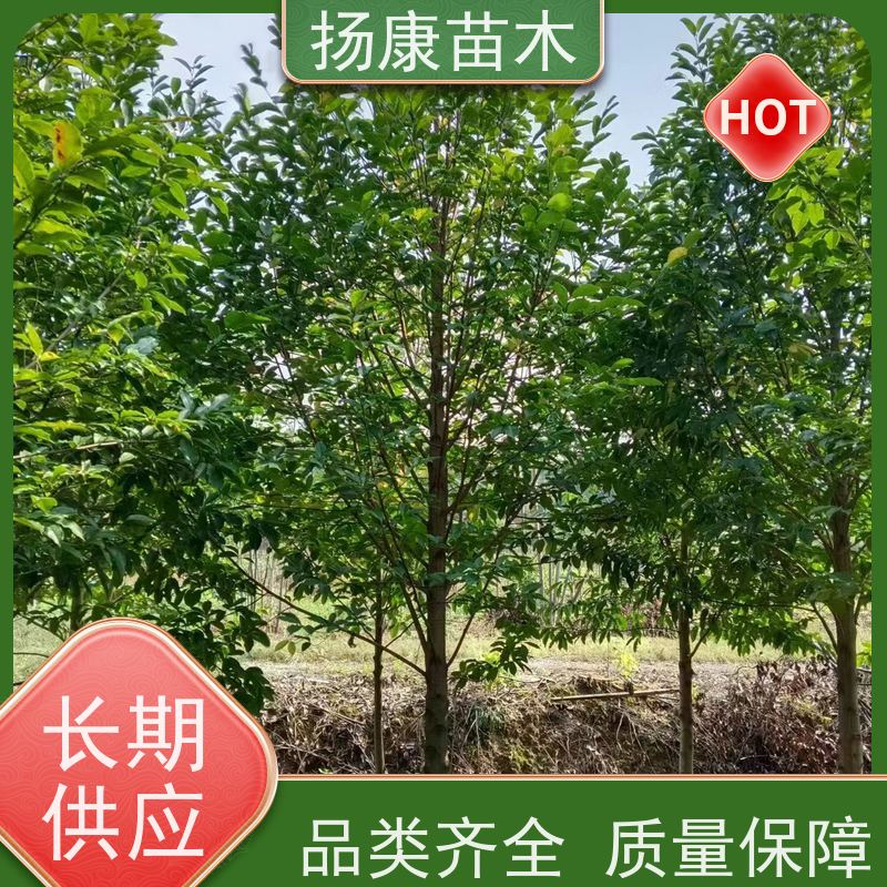16公分乐昌含笑 枝叶繁茂 四季常青行道树 种植基地