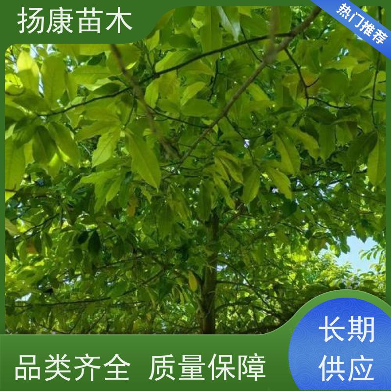 40公分乐昌含笑 公园绿化 露地种植 适应性强 培育基地