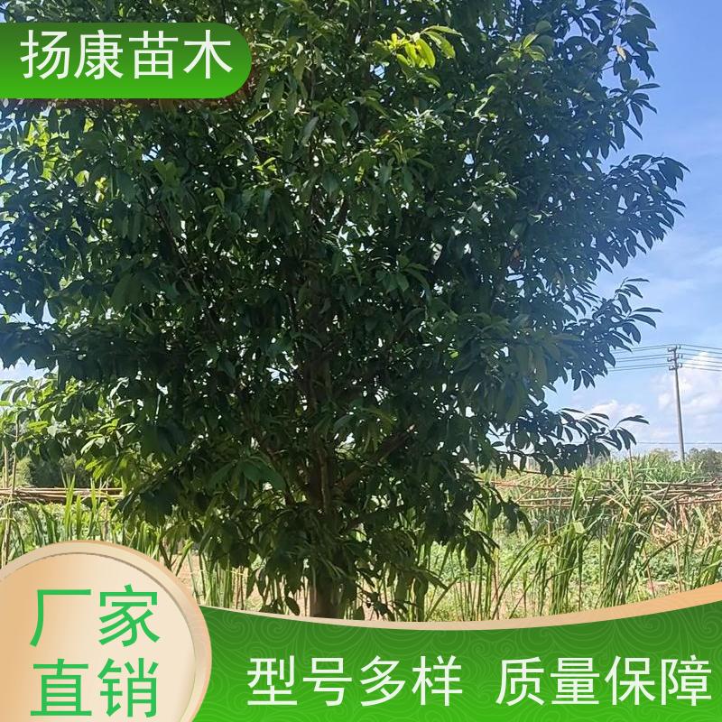 11公分乐昌含笑 竖形常绿灌木绿植适用于园林绿化 苗木批发