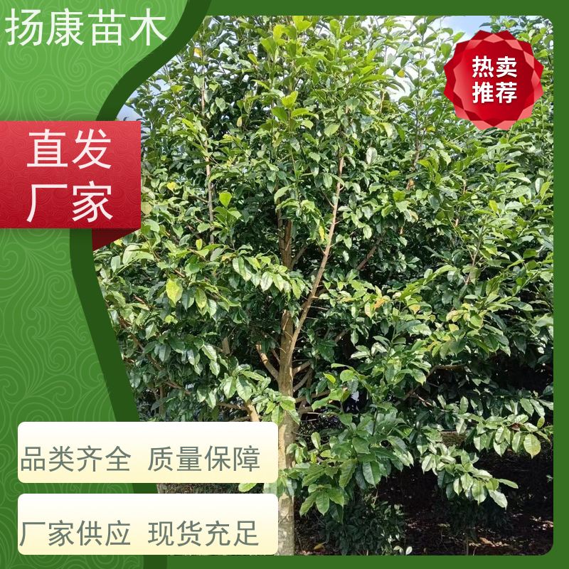 11公分乐昌含笑 枝叶繁茂 四季常青行道树 源头厂家
