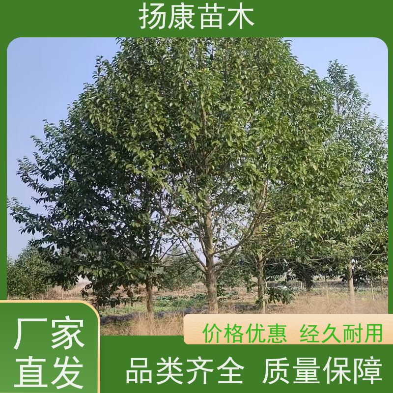 14公分乐昌含笑 行道树系列树种养护 种类齐全