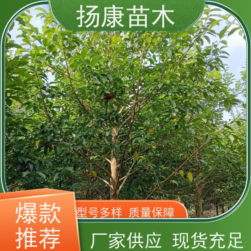 含笑树 行道树系列树种养护 树形优美 培育基地