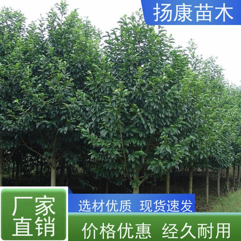 11公分乐昌含笑 园林景区栽植 精致美丽 大量供应