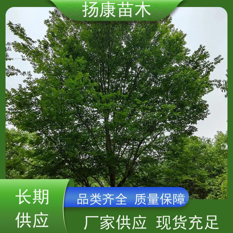 8公分乐昌含笑 竖形常绿灌木绿植适用于园林绿化 源头厂家