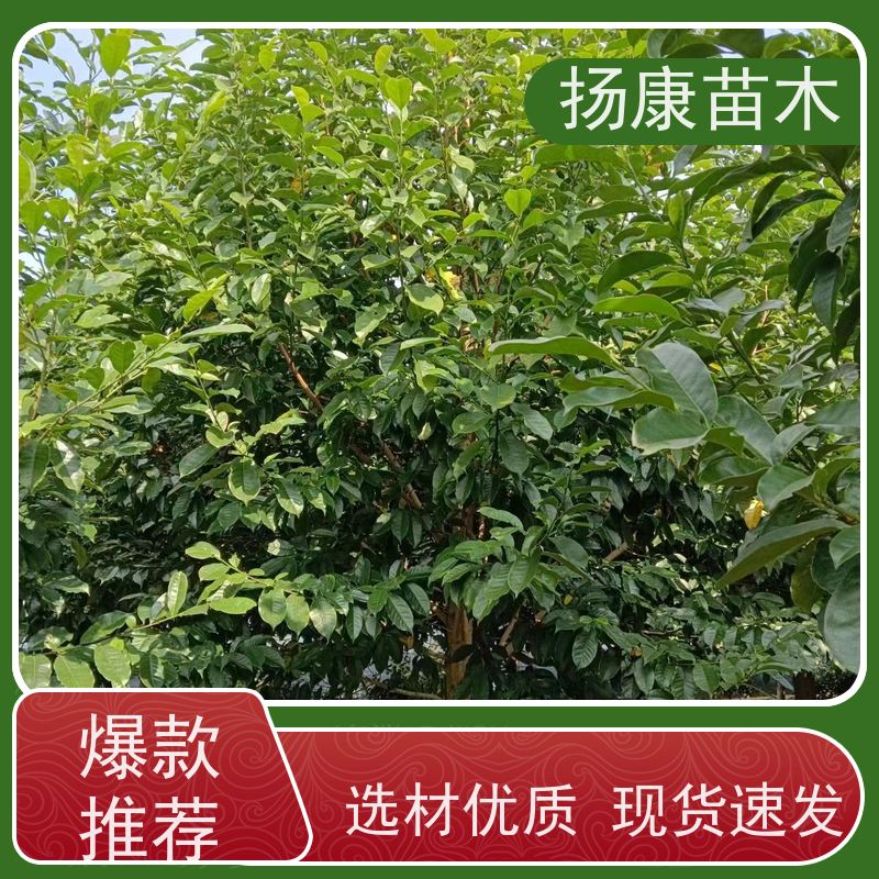 14公分乐昌含笑 花木基地 公园绿化行道树 苗木批发