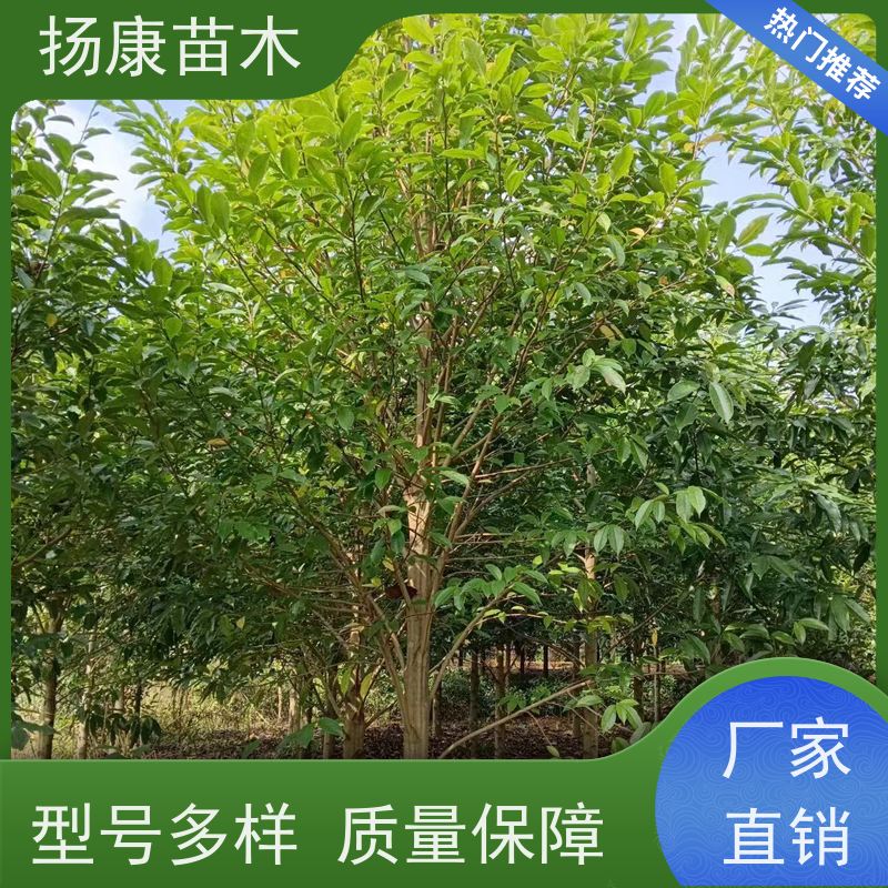 30公分乐昌含笑 园林庭院造景植物 适用性强 现挖现卖