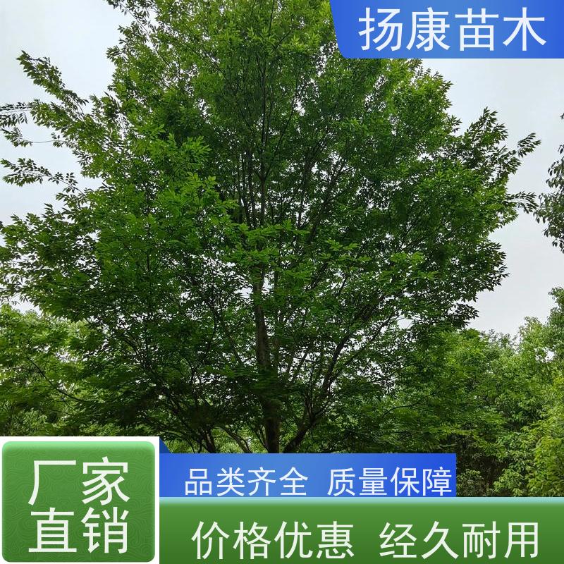 16公分乐昌含笑 花木基地 公园绿化行道树 规格齐全