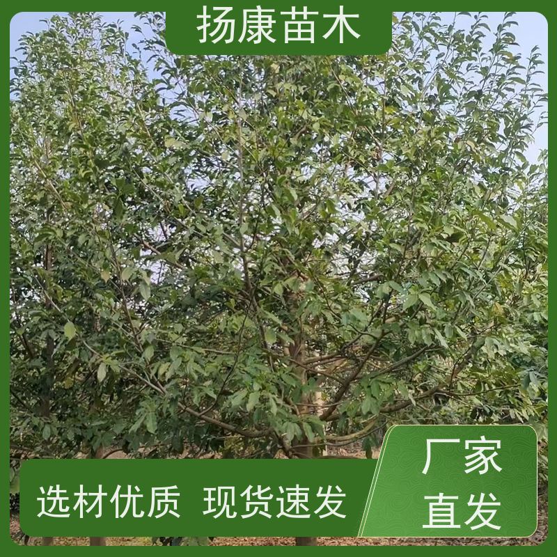 30公分乐昌含笑 园林景区栽植 精致美丽 实地看苗 