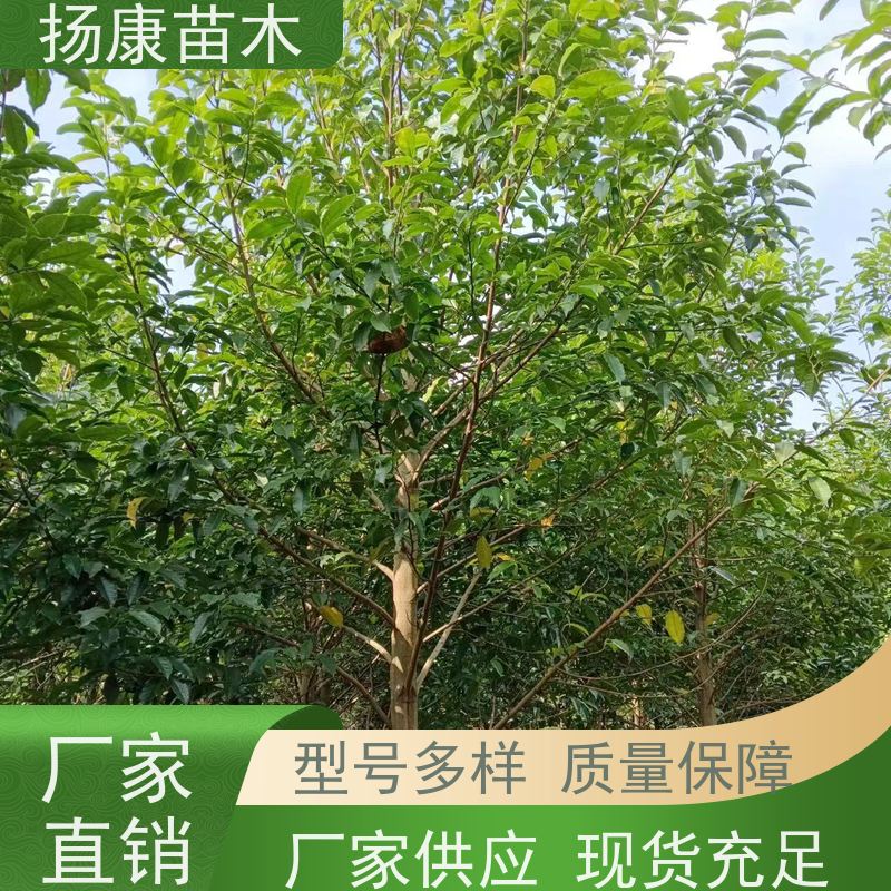 醉香含笑 园林庭院造景植物 适用性强 种植基地