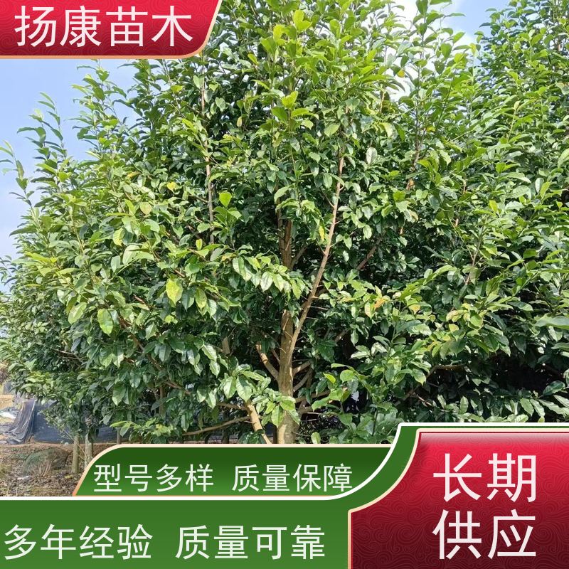 乐 昌含笑 公园绿化 露地种植 适应性强 源头厂家