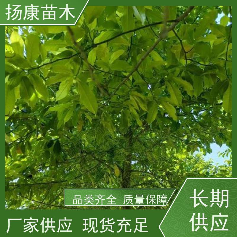 9公分乐昌含笑 园林庭院造景植物 适用性强 培育基地