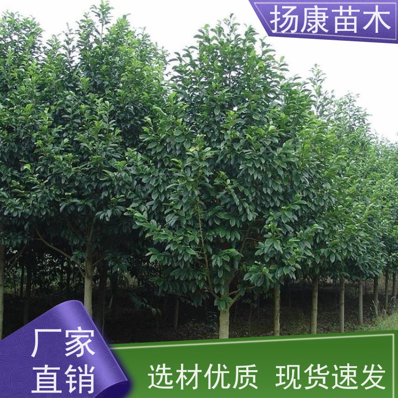 17公分乐昌含笑 枝叶繁茂 四季常青行道树 种类齐全