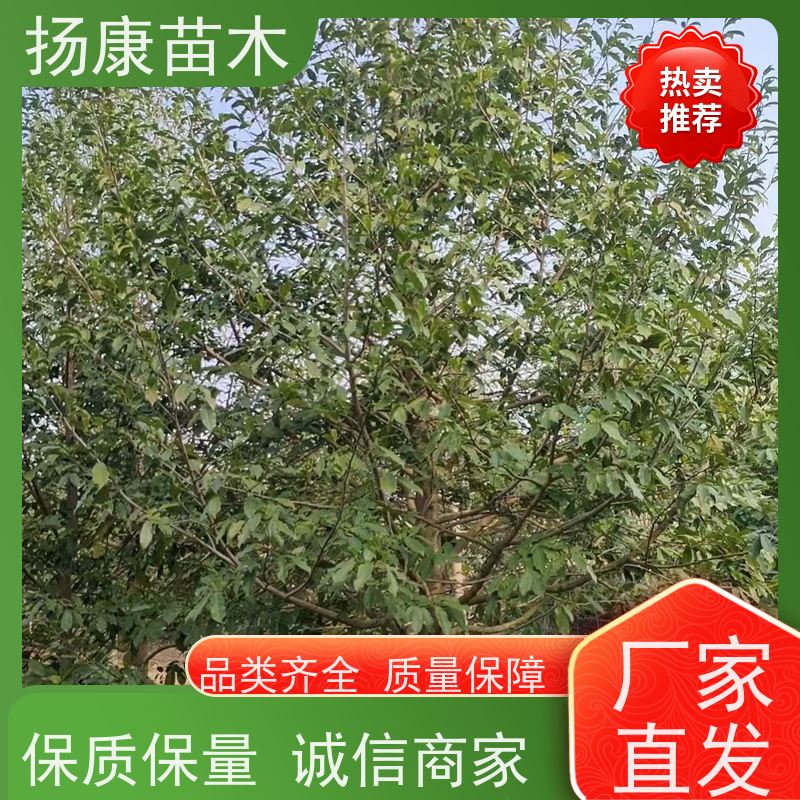 35公分乐昌含笑 园林庭院造景植物 适用性强 培育基地
