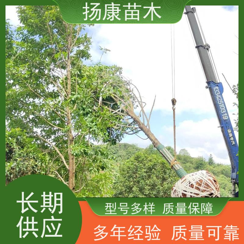 11公分乐昌含笑 园林庭院造景植物 适用性强 培育基地